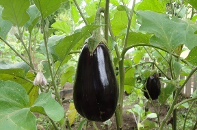 Description: 8 things to consider when growing Eggplants in your Backyard | Wikifarmer